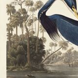 Poster on the Tricolour Heron, based on an old engraving from 1827.