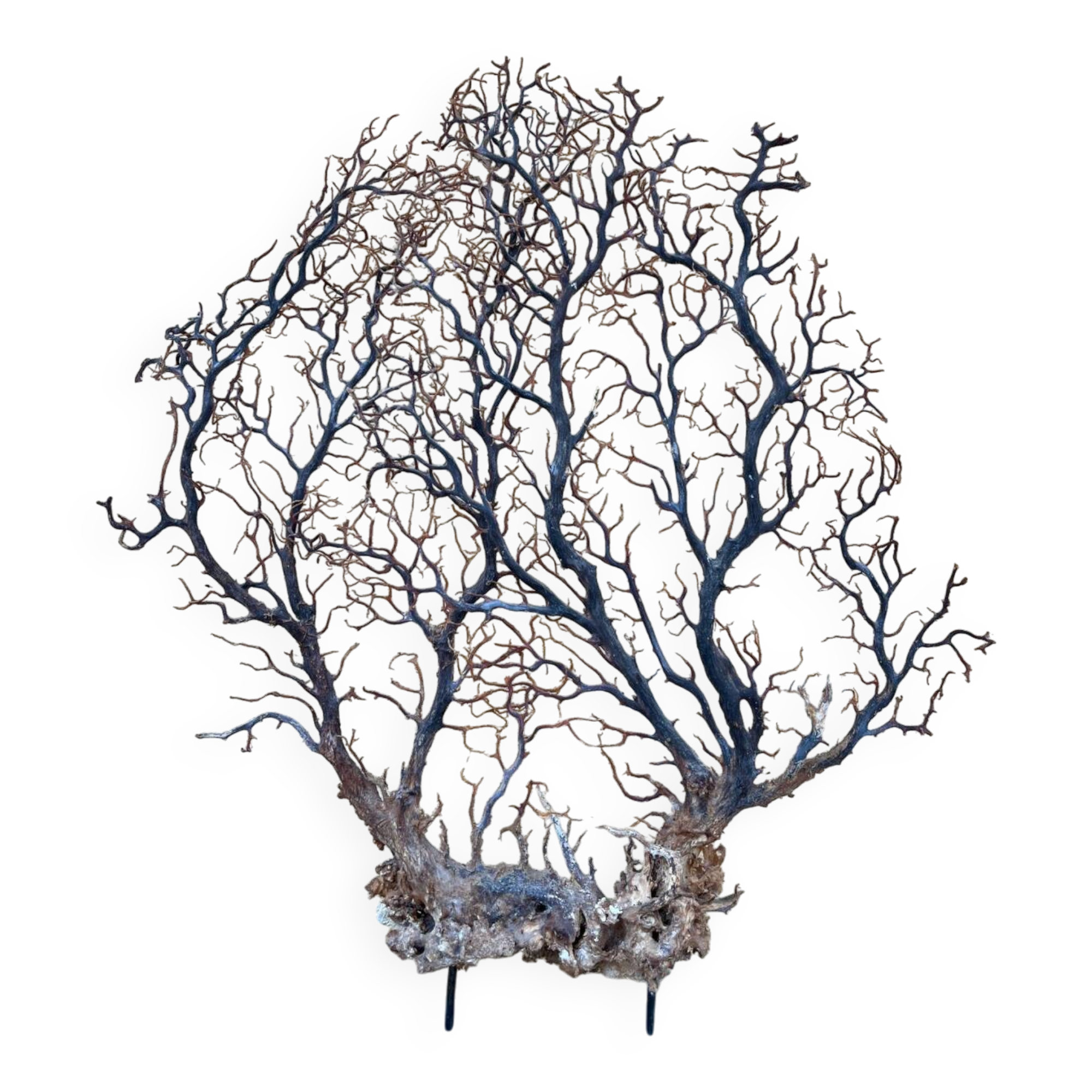 Large ancient natural gorgon mounted on a base.