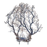 Large ancient natural gorgon mounted on a base.