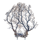 Large ancient natural gorgon mounted on a base.