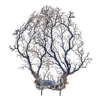 Large ancient natural gorgon mounted on a base.