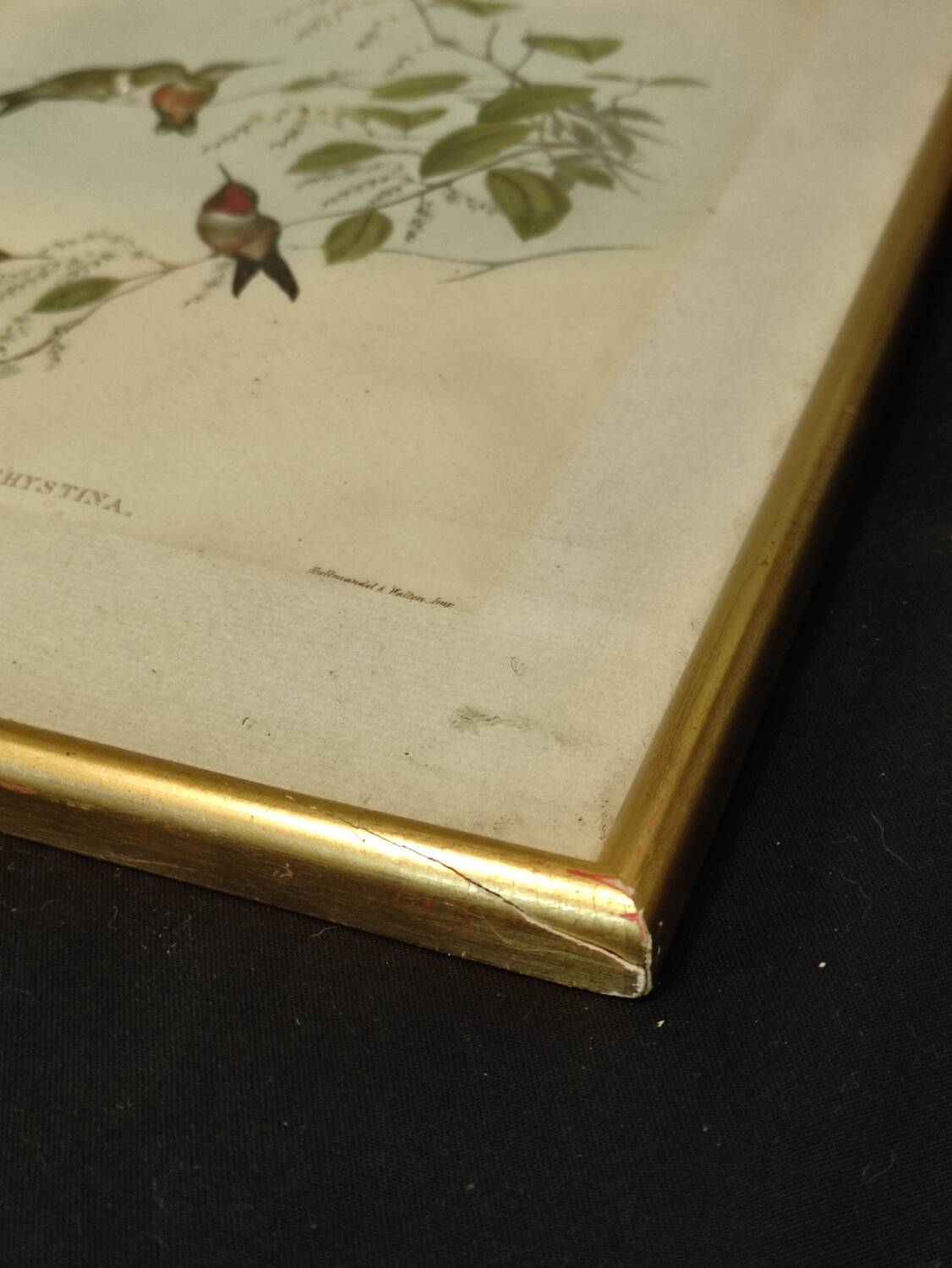 Old framed bird engraving