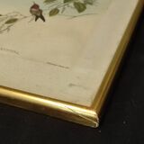Gravure oiseau ancienne encadrée