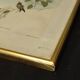 Gravure oiseau ancienne encadrée