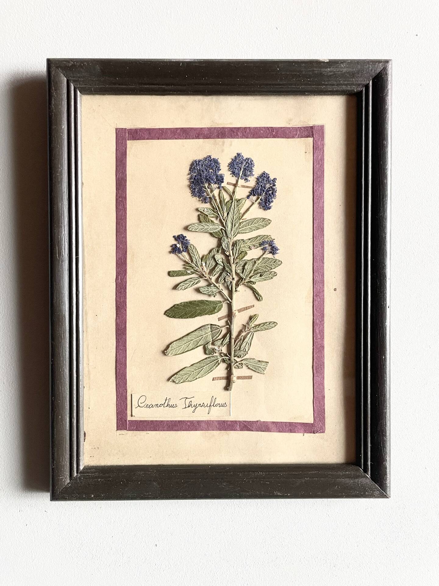 Set of 6 botanical plates