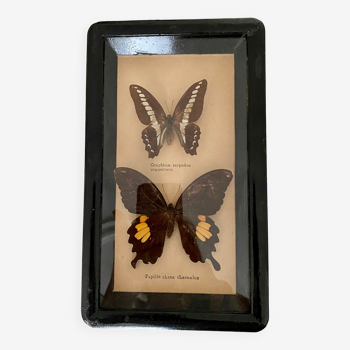 Frame of stuffed butterflies