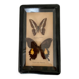 Frame of stuffed butterflies