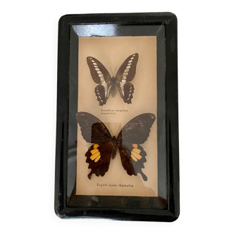 Frame of stuffed butterflies