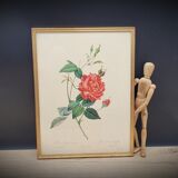 Bengal rose lithograph