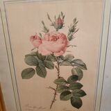 Gravure Rose de Redouté