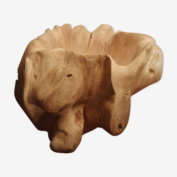 Teak root