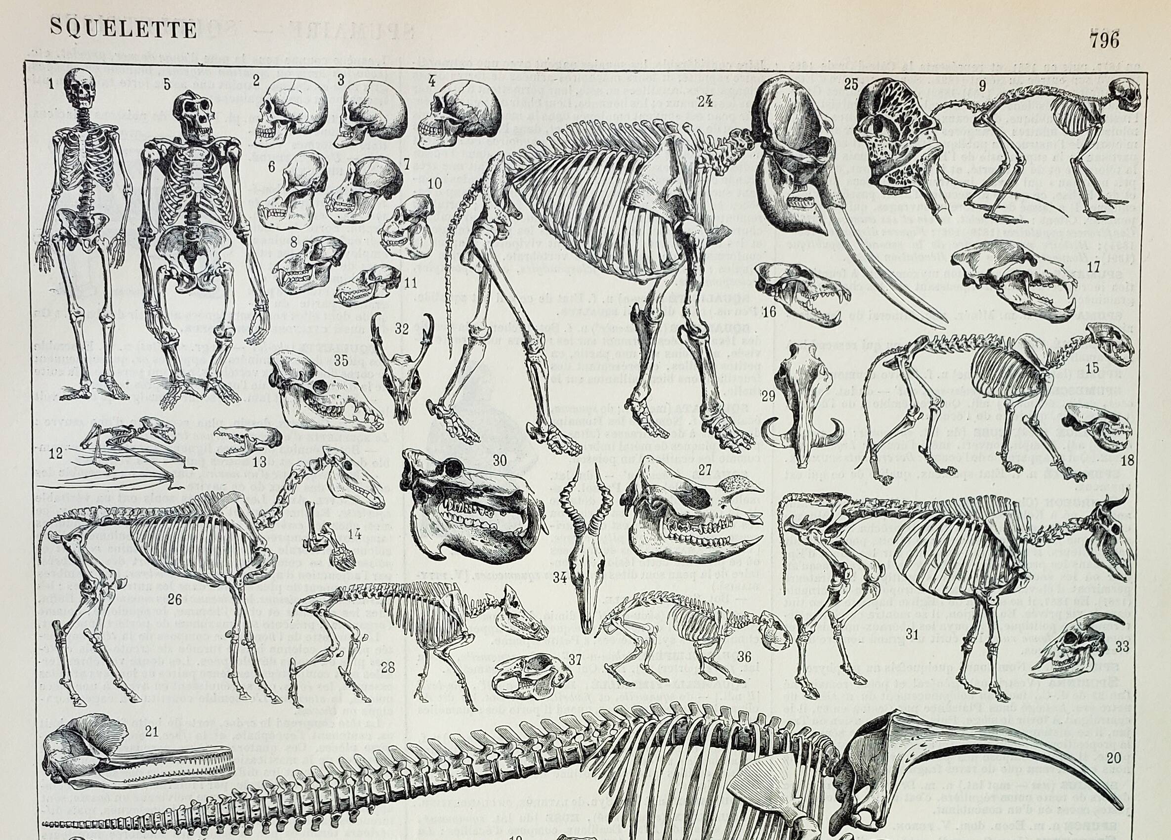 Old engraving 1898, Animal skeletons, anatomy • Lithograph, Original plate