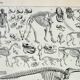Old engraving 1898, Animal skeletons, anatomy • Lithograph, Original plate