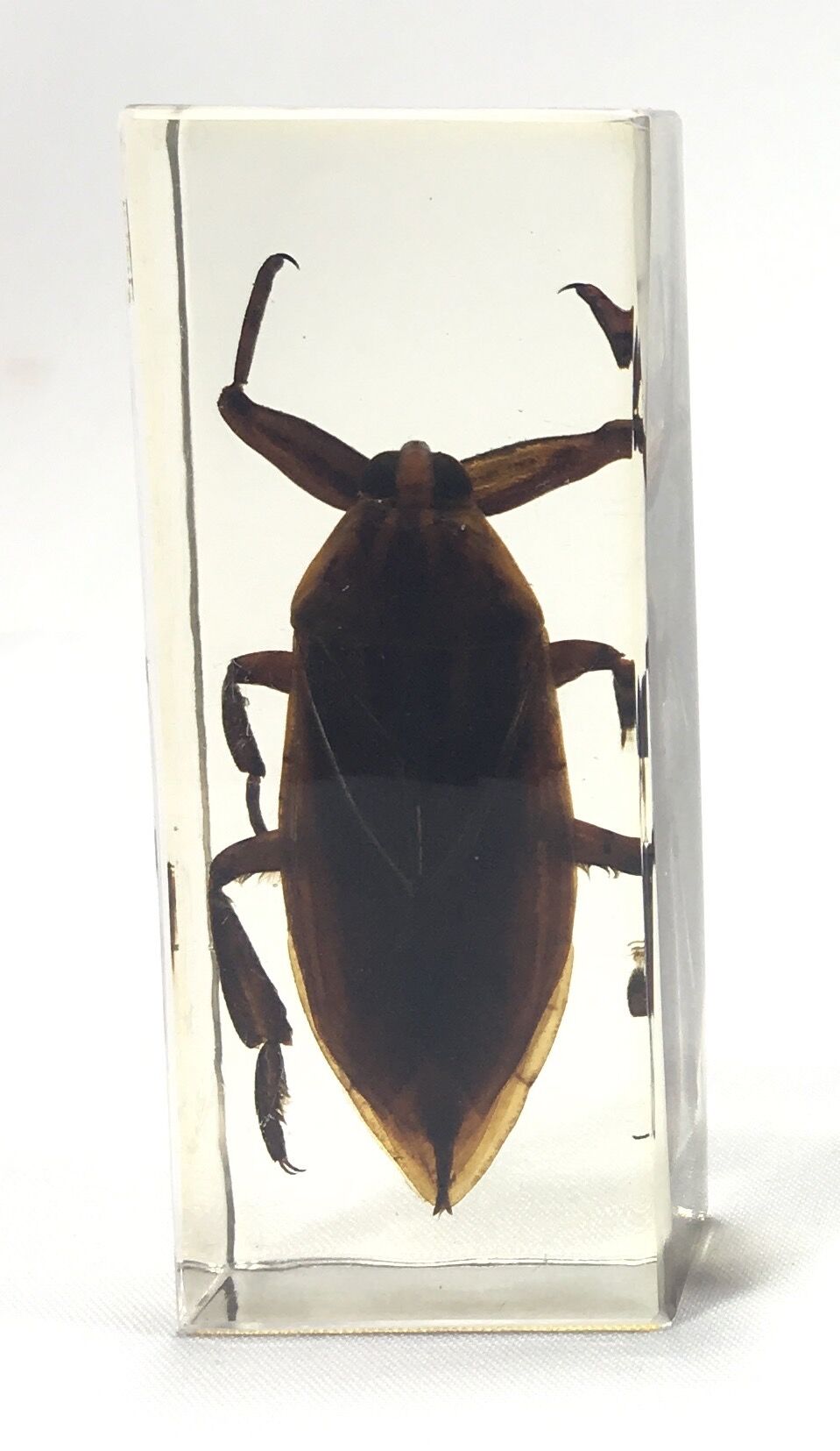 Lot of 3 insects under inclusion resin