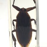 Lot of 3 insects under inclusion resin
