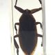Lot of 3 insects under inclusion resin