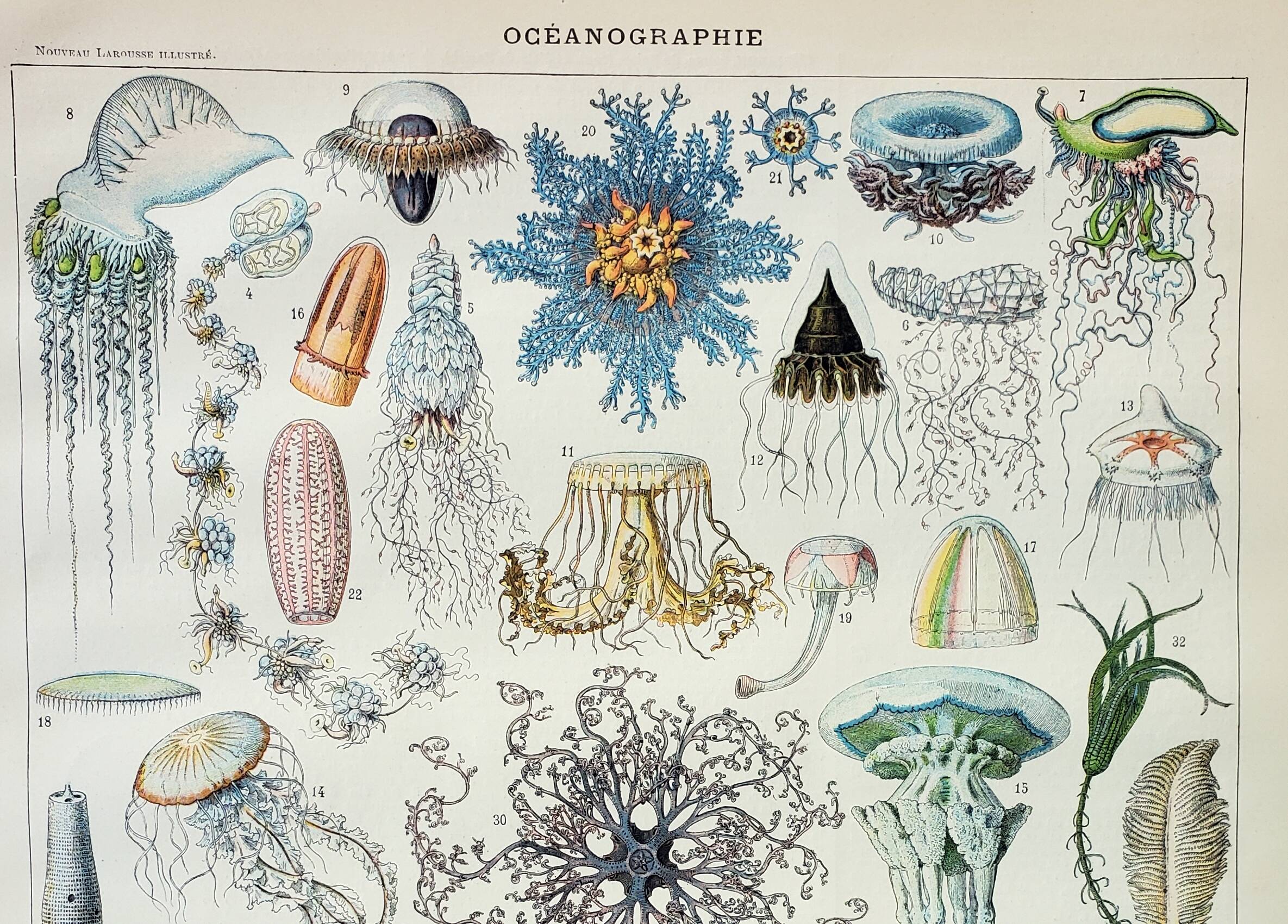 Old engraving 1898, Oceanography, marine animals • Lithograph, Original plate