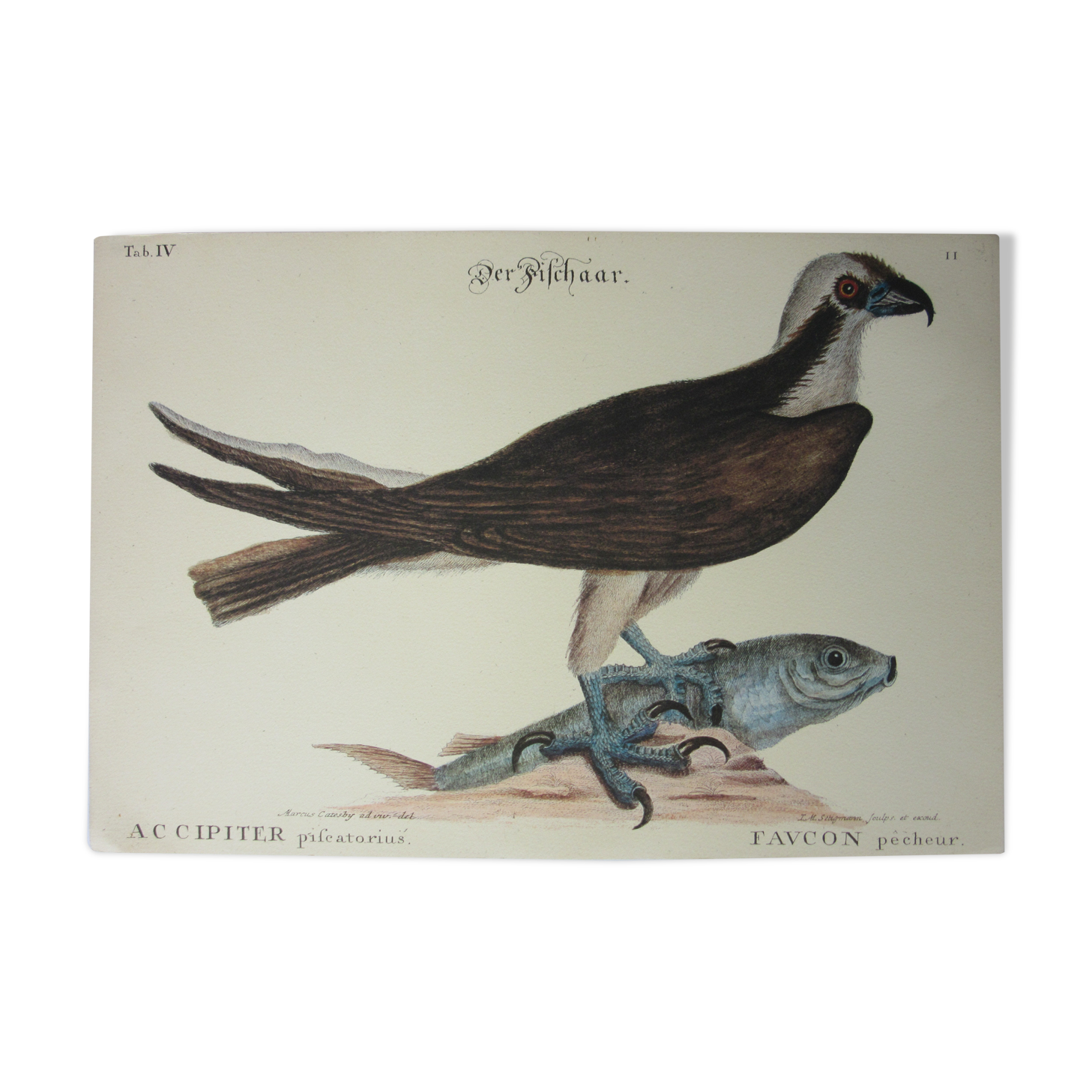 Engraving bird, falcon, repro Catesby/Seligmann