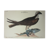 Engraving bird, falcon, repro Catesby/Seligmann
