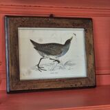 Bird frames