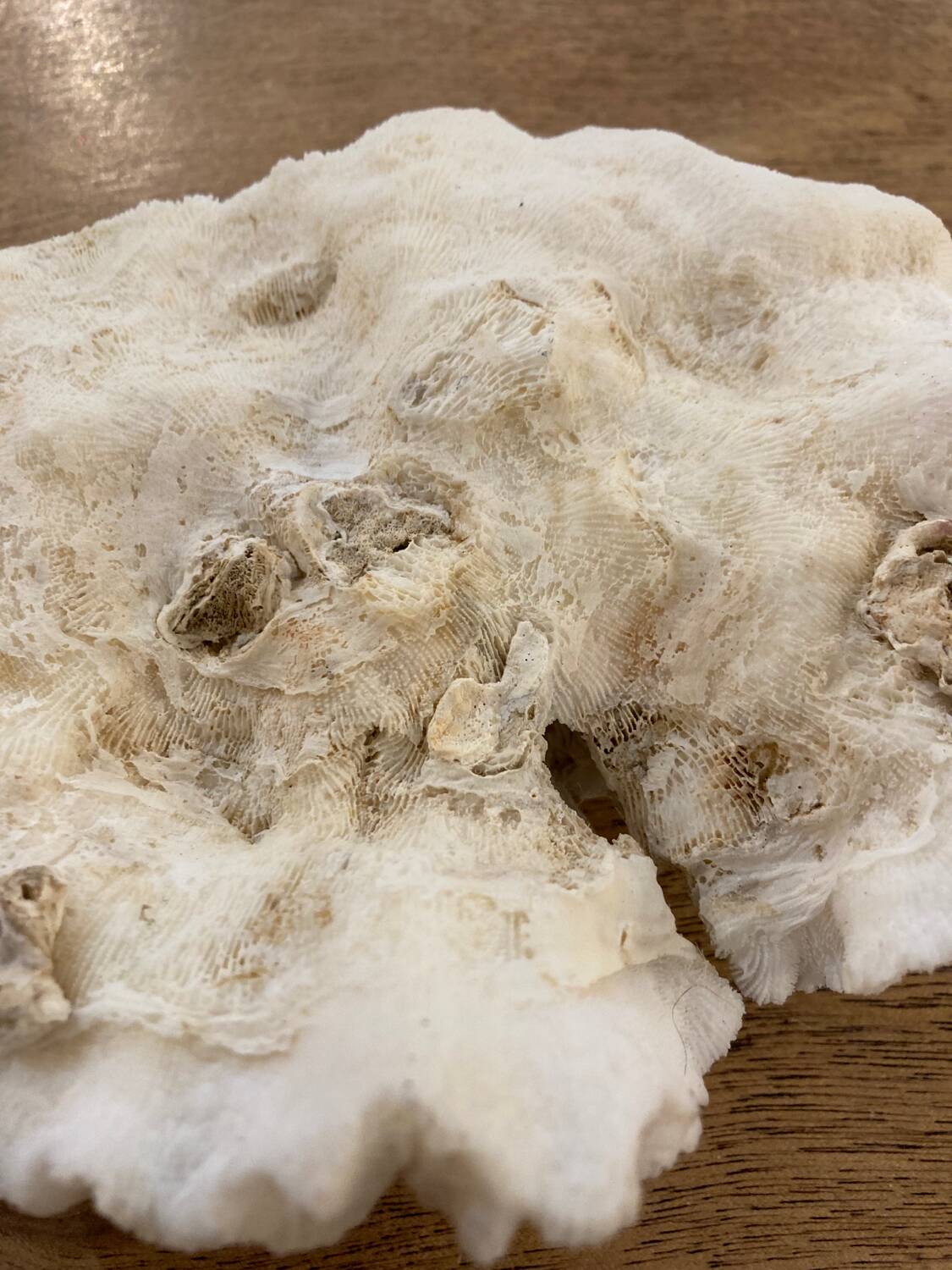 White coral 15cm