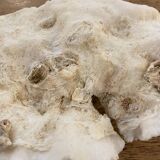 White coral 15cm
