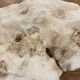 White coral 15cm