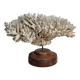 Antique natural white coral on turned wooden base 41 cm