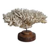 Antique natural white coral on turned wooden base 41 cm