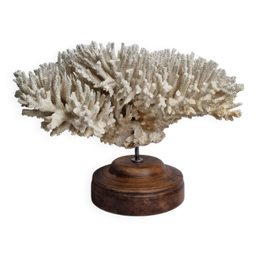 Antique natural white coral on turned wooden base 41 cm