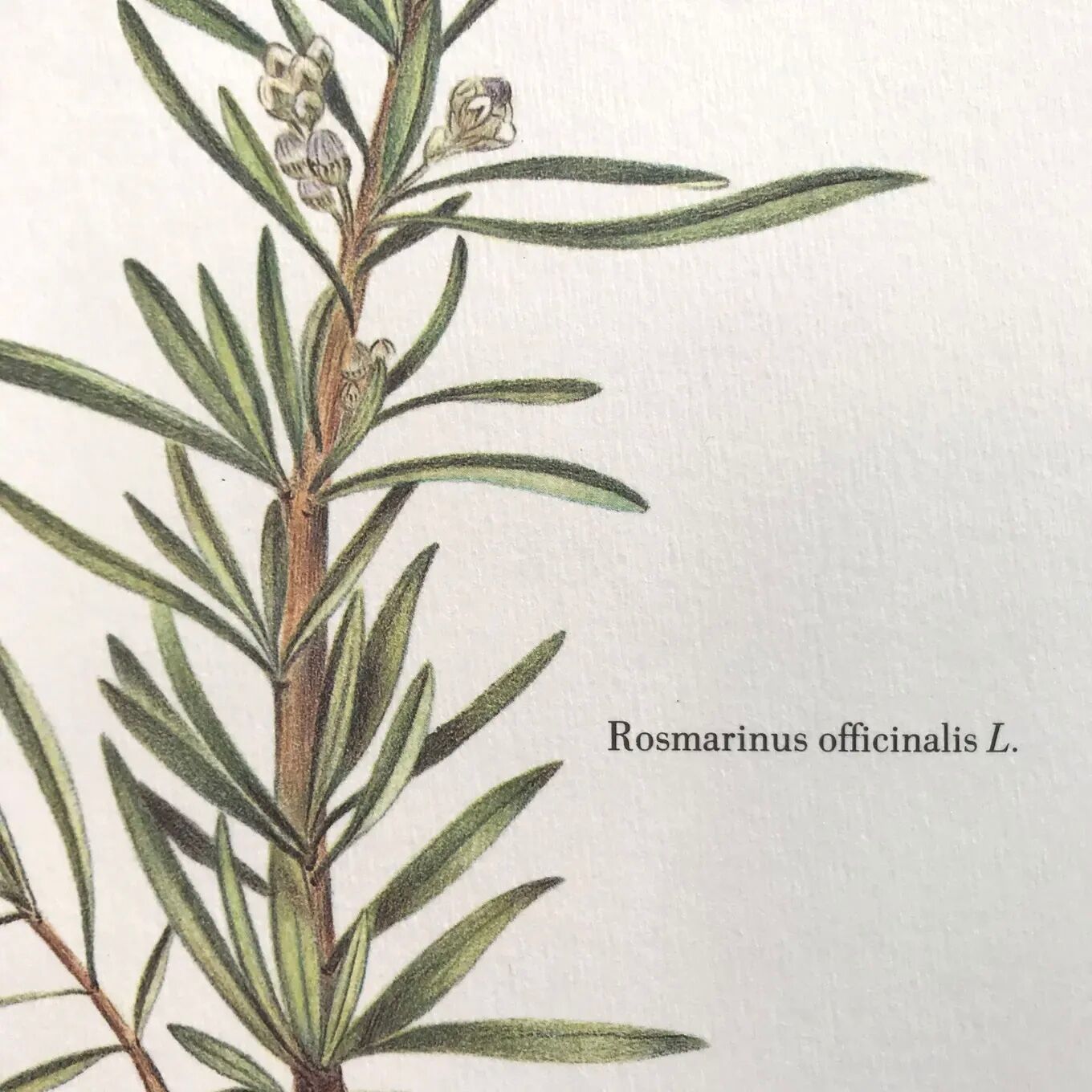 Botanical plate rosemary