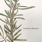 Botanical plate rosemary