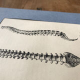 Vintage board medicine