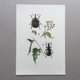 Vintage Insect Print, Old Illustration from the 60s