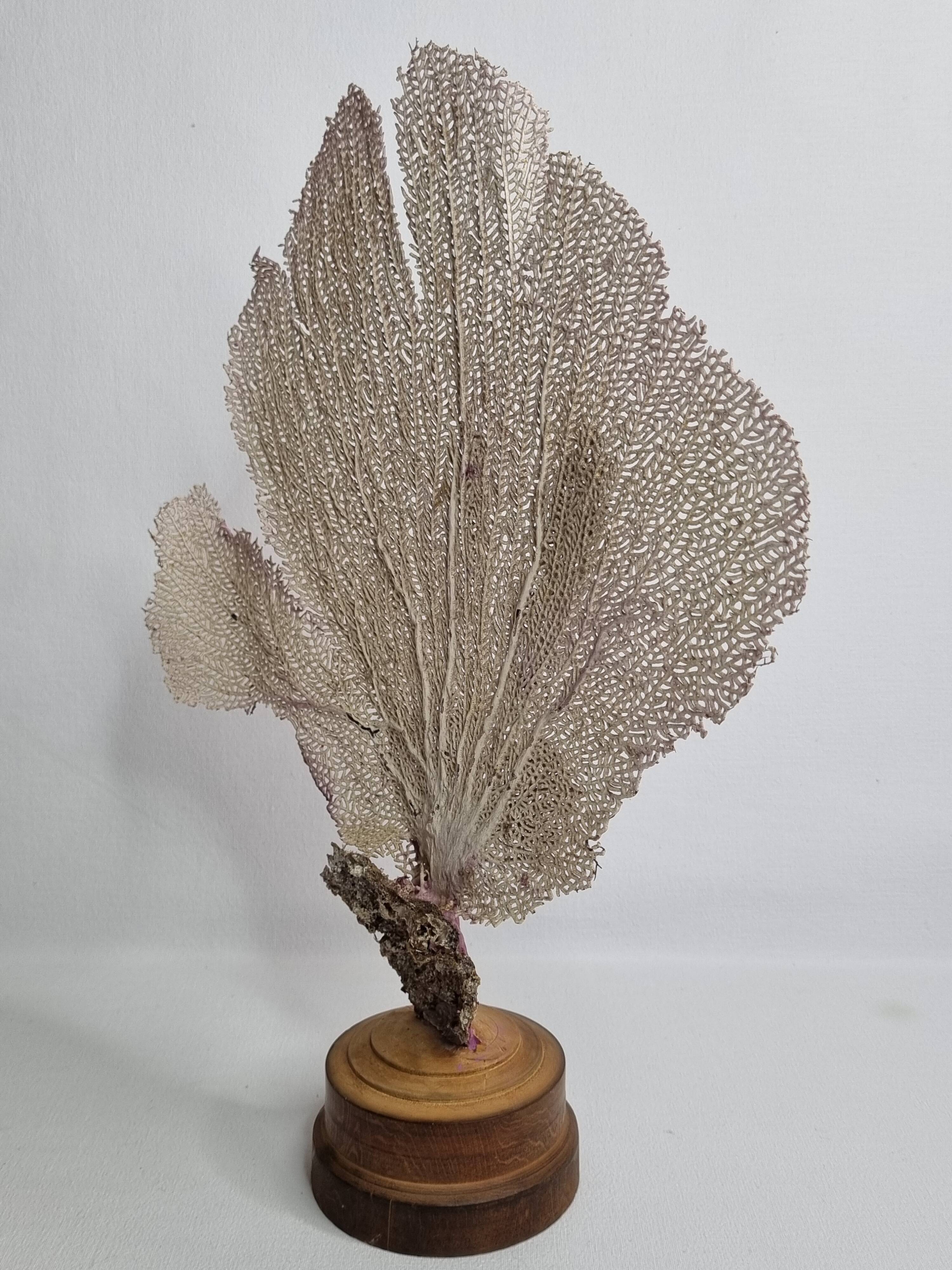 Antique Gorgonian coral, Venus fan, on solid wood base, 37 cm