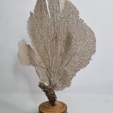 Antique gorgonian coral, Venus fan, on solid wood base, 37 cm
