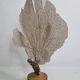 Antique Gorgonian coral, Venus fan, on solid wood base, 37 cm