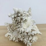Old white coral 22 cm