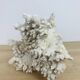 Old white coral 22 cm