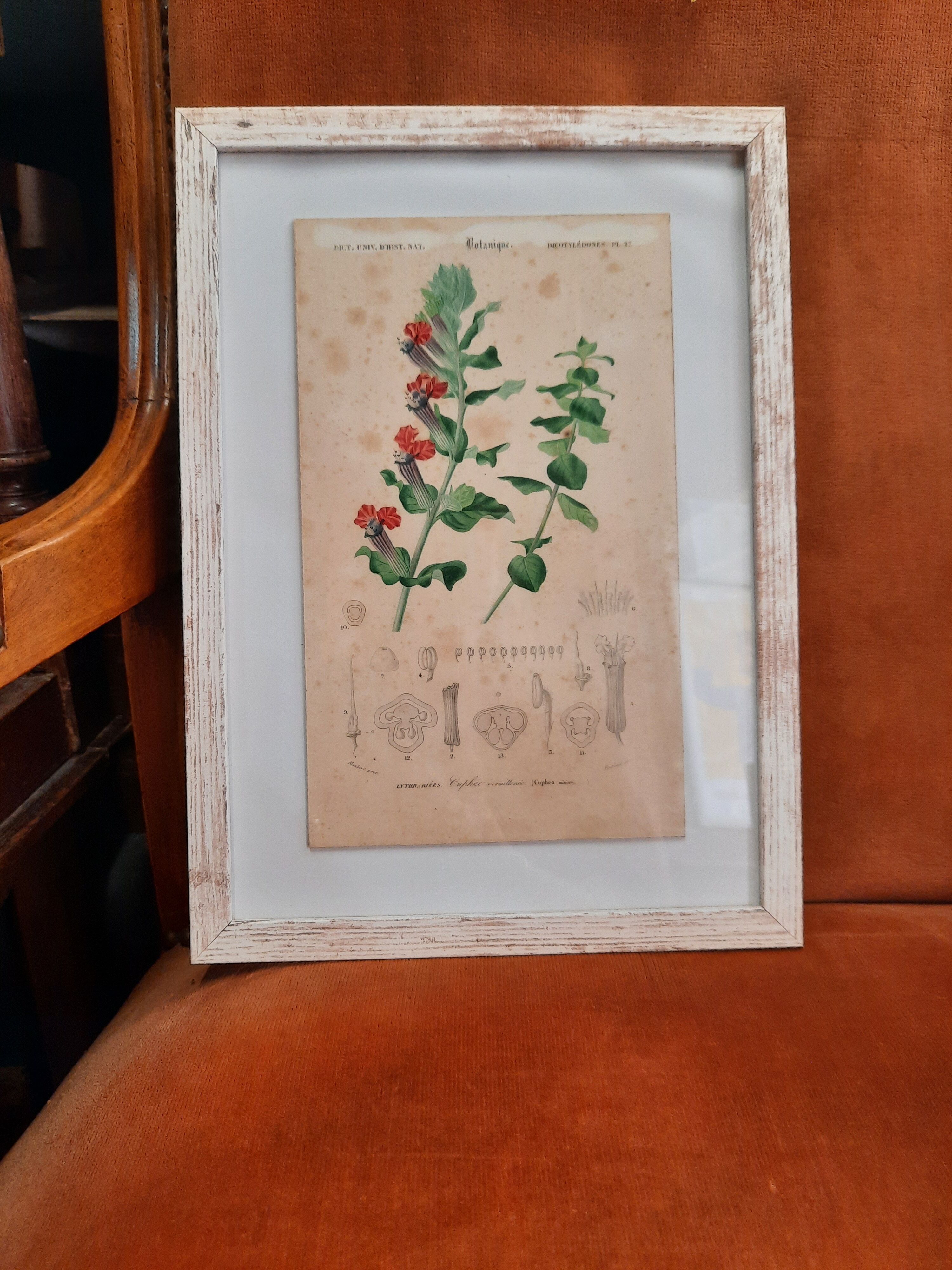 Framed old botanical board