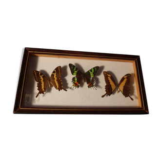 Showcase entomology butterflies with label