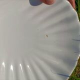 Scallop Shell Soap Dish