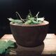Raw wooden salad bowl