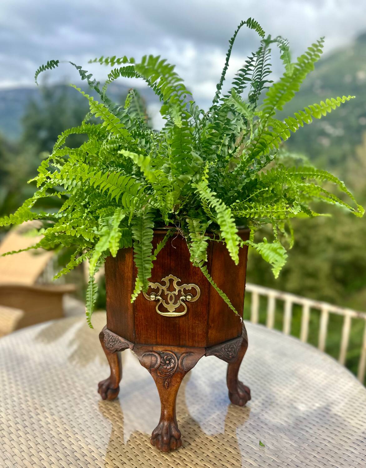 Magnifique jardiniere en acajou