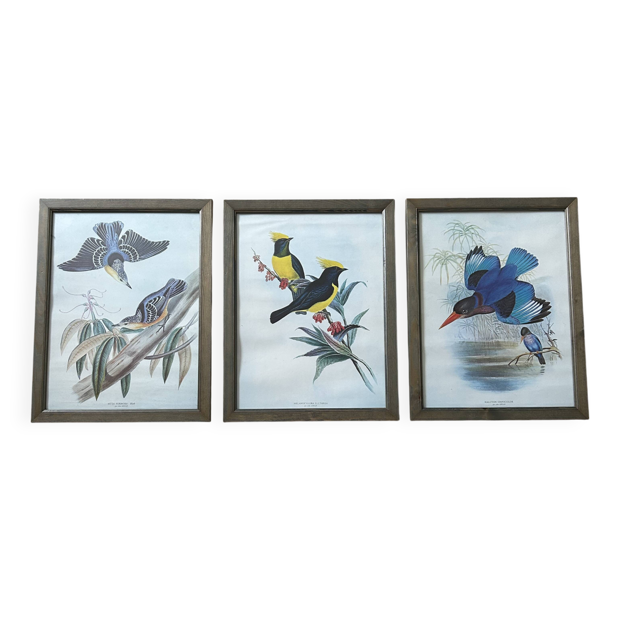 Set of 3 ornithological posters