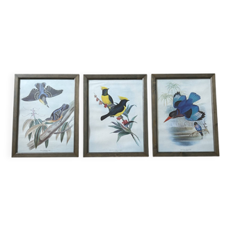 Set of 3 ornithological posters