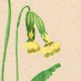 Antique illustration from 1948. Meadow flowers by Strache - Primrose