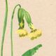 Antique illustration from 1948. Meadow flowers by Strache - Primrose