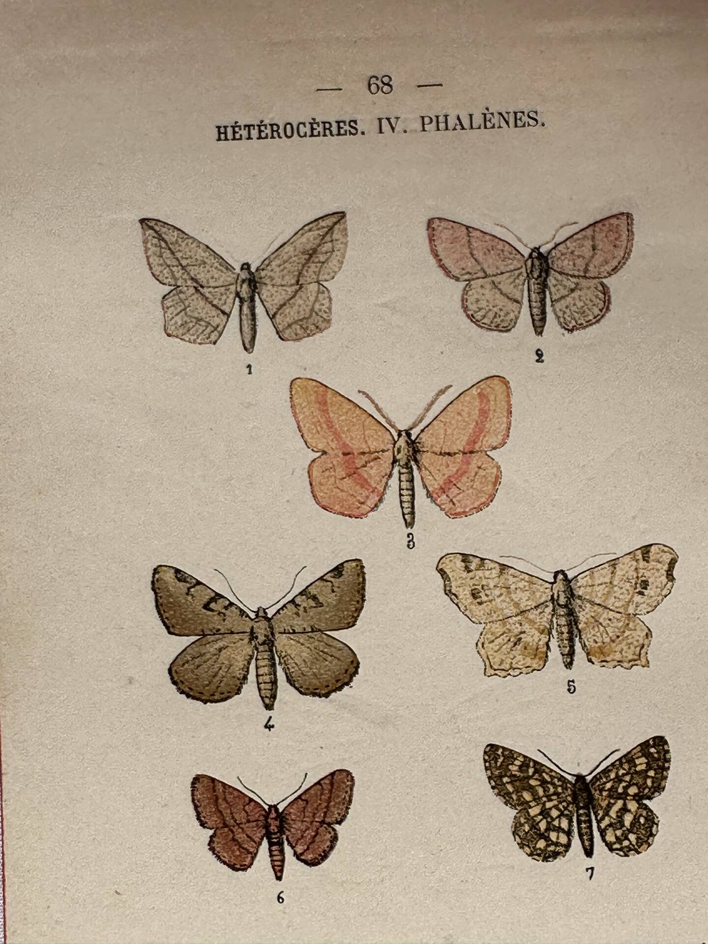 Botanical Plate 1800 Old naturalist engraving 19th century double-sided