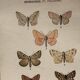 Botanical Plate 1800 Old naturalist engraving 19th century double-sided